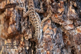 UT16 Oak Grove Lizard