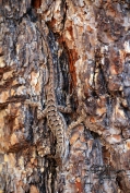 UT17 Oak Grove Lizard