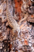 UT18 Oak Grove Lizard