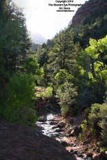 UT68 Taylor Creek Trail